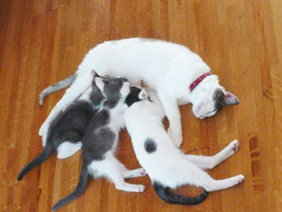 母猫以外全部オス